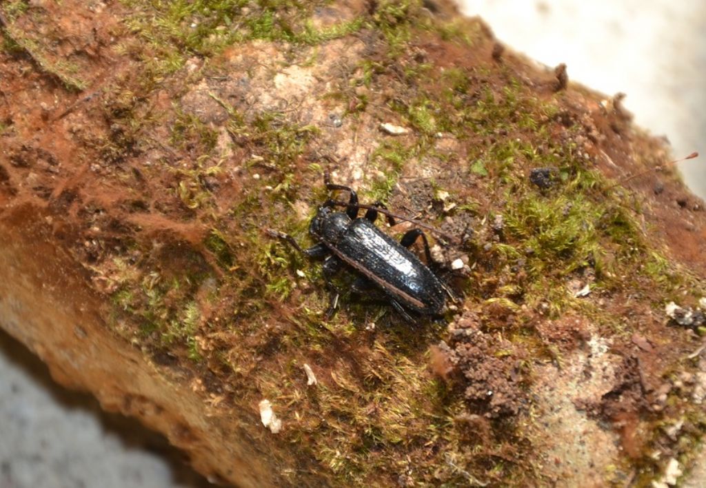 Saphanus piceus piceus, Cerambycidae